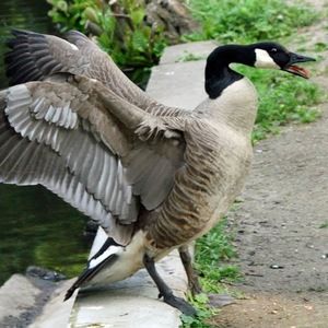 Meet your Posher, Abdurahman